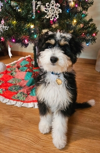 F1 Mini Aussiedoodle Suni of Ivy & Goose